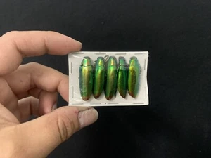 Lote De 5 Chrysochroa Fulminans De Indonesia Entomología Insecto - Imagen 1 de 1