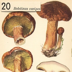 HONGO hongo hueco bolete BOLETINUS DE COLECCIÓN impresión litográfica Otto Uzak 1951 - Imagen 1 de 2