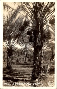 Coachella Valley, Kalifornien Dattelbaum Garten RPPC alte Echtfoto Postkarte - Bild 1 von 2