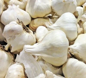 ☑️ ELEPHANT GARLIC USA GROWN FRESH ORGANIC LARGE JUMBO SIZE GARLIC SEEDS CLOVE - Picture 1 of 1