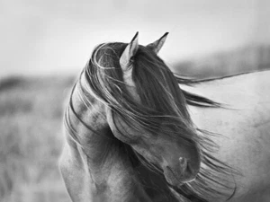 Fierce Grace by Tony Stromberg Wild Mustang Stallion Horse Art Print 32x24 In - Picture 1 of 1
