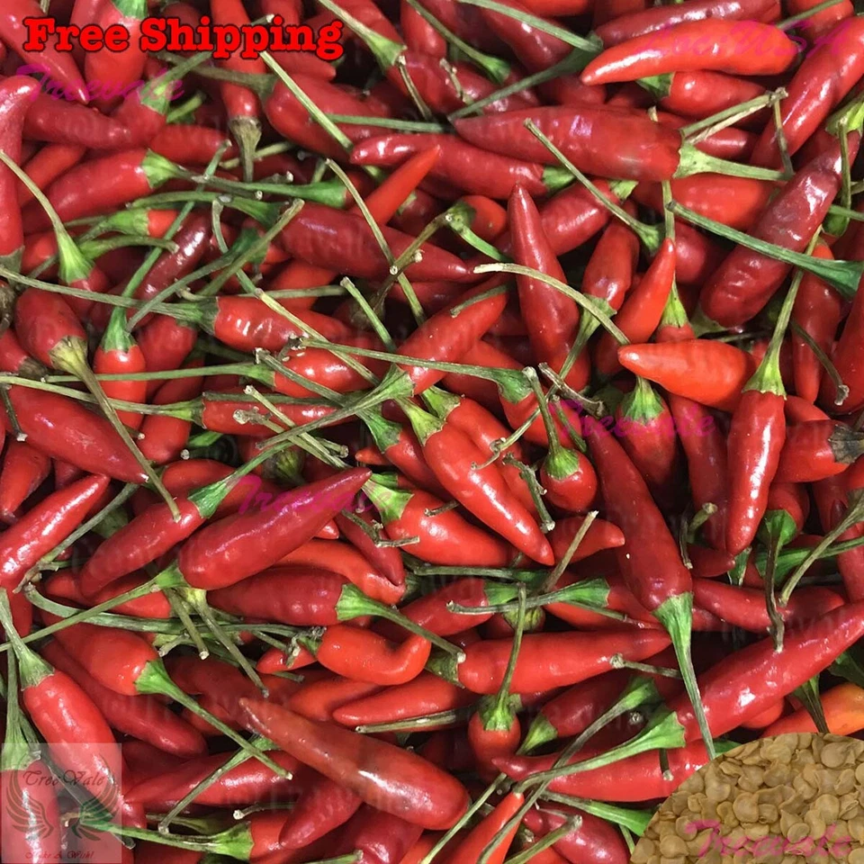 SEMILLAS DE CHILE ROJO TAILANDÉS | SEMILLAS DE CHILE PICANTE, BURAPA, Ớt Hiểm Cay | sin transgénicos Foto 1 de 1