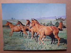 Vintage 3D Lenticular Postcard TP-106, THOROUGHBRED F, HORSES, TOPPAN, Zurich - Picture 1 of 2