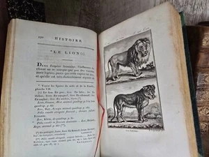 1799 BUFFON - NATURAL HISTORY OF QUADRUPEDS - Bear, Lion, Tig, Panther, Jaguar - Picture 1 of 24