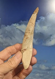 Hybodus Shark Dorsal Fin Spine Fossil. 155mm x 25mm. As Shown in Photos - Picture 1 of 12