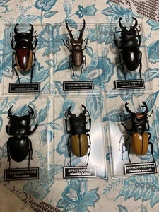 DeAgostini Realistic Insect Figure Set Six Stag Beetles Collectible Toys - Picture 1 of 8