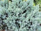 5 Stück blauer Zwergwacholder Blue Star im Topf 8 bis 10 cm Juniperus squamata 