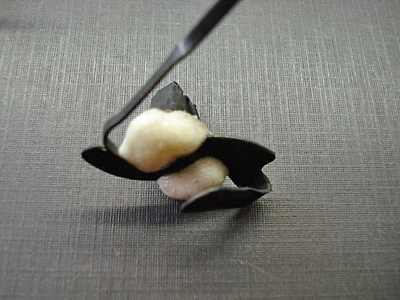 1 pieza NORS guardabarros cuerpo puerta moldura lateral cinturón clip sellador 3/4" a 1" Ford Foto 1 de 4