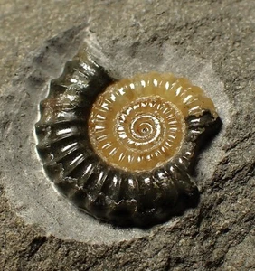 Calcita Promicroceras fósil de amonita con mordedura de depredación (27 mm) Costa Jurásica - Imagen 1 de 7