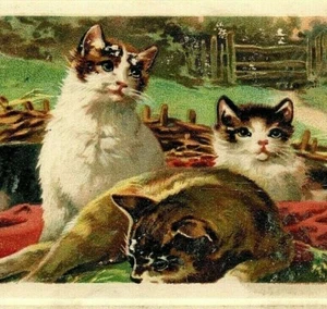c1900 Splendido Gatto Famiglia Relax su Coperta Recinzione Cesto Vimini Cartolina 5236 - Foto 1 di 3