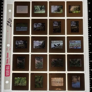 De Colección 35 mm Lote de 20 Diapositivas a Color Washington Pacífico NW Patos Aves Naturaleza Agua - Imagen 1 de 2