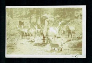 Cámper y mochila joven RPPC #53b para perros pequeños y cabras en el camino - Imagen 1 de 2