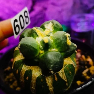 0626 -----------------Astrophytum myriostigma/Ariocarpus / - Imagen 1 de 8
