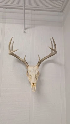 Percha de montaje de calavera europea única para cráneo de ciervo Foto 1 de 4