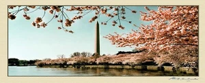 Cherry Blossoms at the Tidal Basin (Unframed) - Picture 1 of 1