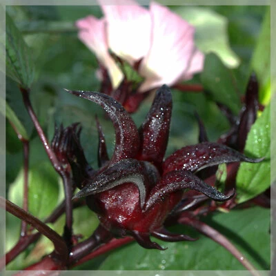 CARIB BEANS 20 graines de Bissap - Grosey péyi (Hibiscus sabdariffa) Récolte 2024