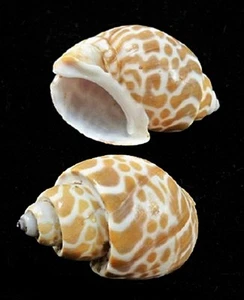 ESPIRAL BABILONIA WHELK Shell - Babylonia spirata #05-13 - Imagen 1 de 3