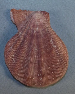 PECTEN PESFELIS 62.96mm BEAUTIFUL SPECIMEN off Lanzarote, Canary Islands - Picture 1 of 2