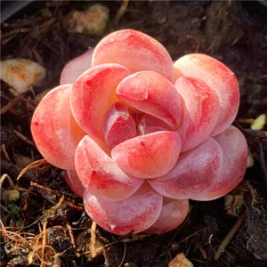 Plantas Suculentas 3cm Maceta Hogar Jardín Hermosa Decoración Plantas - Imagen 1 de 6