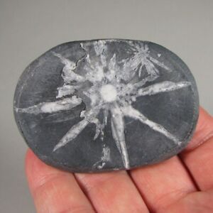 2.6" CHRYSANTHEMUM STONE Natural Flower Crystals Palm Stone - Hubei, China