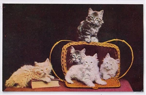 ca 1910 Cat Postcard Five Kittens Book & Basket W B Macfarlane Cat Series No. 1 - Bild 1 von 2
