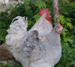 6 Farm Fresh Hatching Eggs * Fancy Breeds BRAHPI Brahma Orpington Lavendar ❤️eb - Picture 1 of 10