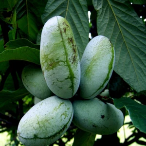 STRATIFIED PAW PAW FRUIT TREE SEEDS (Asimina Triloba) INDIAN BANANA Hardy Plant - Picture 1 of 12