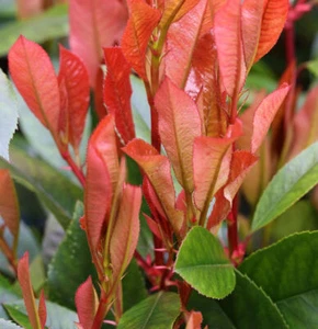 Glanzmispel Red Robin 30-40cm - Photinia fraseri - Bild 1 von 1