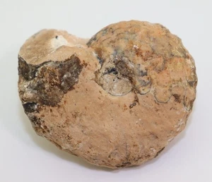 Ammonit, Brouwerites intermedius, Trias, Nor, Noe Bihati, Timor, Indonesien-L598 - Picture 1 of 5