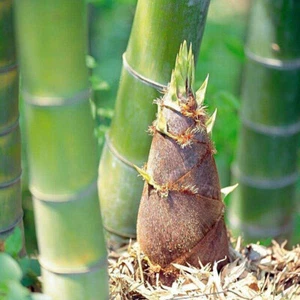 100pcs/bag Giant Green Moso Bamboo Seeds Edible Bamboo shoots Garden Plant ✯ - Picture 1 of 12