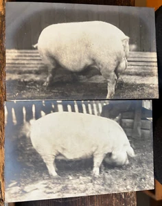 2 RPPC Postcards of BIG FAT PIG Boar Farming Agriculture 1904-20s Gelatin Silver - Picture 1 of 5
