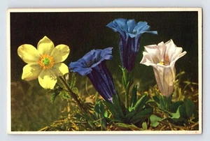 AK Anemone Enzian Blume Thor Gyger Stehli Serie 40er Jahre unbespielt - Bild 1 von 2