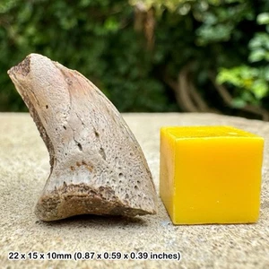 Authentic majungasaurus dinosaur claw fossil cretaceous maevarano formation - Picture 1 of 2