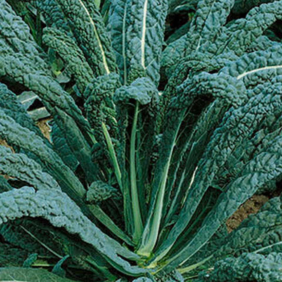 Kale Seeds Nero Di Toscana 200 Fresh Cavolo Nero Seeds Curly Dark Kale Vegetable - Image 1 of 4
