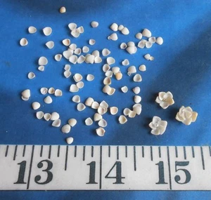 ~ Gem Shells ~ 100 Natural White/Tan/Purple ~ Shellcraft ~ Sailor's Valentines ~ - Picture 1 of 8