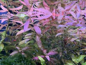 Hygrophila Polysperma Bunch Of 5 Live Aquarium Plants
