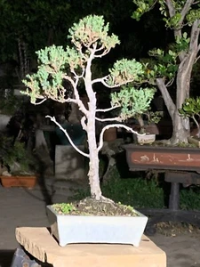 Juniperus communis 'Compressa' - Pencil Point Common Juniper Bonsai - Picture 1 of 12