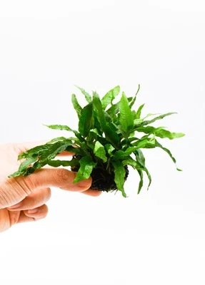 Java Fern 'Petite' (Microsorum Pteropus) on Nutripad - Live Aquatic Plant - Image 1 of 3