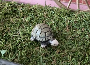 1:12th Dolls House Miniature Adult Tortoise NEW Turtle Animal Pet Garden - Picture 1 of 6