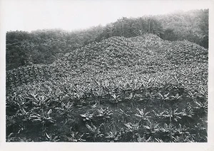 MARTINIQUE c. 1930 - Plantation Propreté route Deux Choux Antilles - P 1189 - Picture 1 of 2