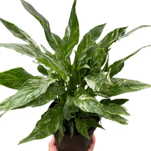Variegated Spathiphyllum 'Domino' - Picture 1 of 6