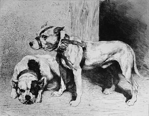 BOULE-DOGUE et TERRIER ÉCOSSAIS - Grande gravure 19e sous serpente (par Decamps) - Picture 1 of 2