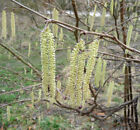 Photo 6X4 Catkins In Waters' Edge Country Park Barton-Upon-Humber My Impr C2009