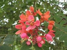 Precioso Rojo Ducha árbol-Cassia Roxburghii-Semillas