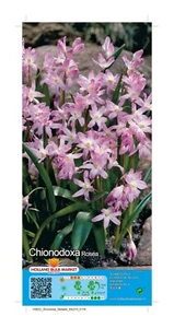 @ (◕‿◕)\\@ Chionodoxa luciliae rosea - Rosa Schneeglanz Frühblüher Winterhart - Bild 1 von 1
