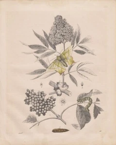 Holunder u. Holunderspanner. Nachtschwalbenschwanz Schmetterling Stahlstich 1848 - Bild 1 von 1