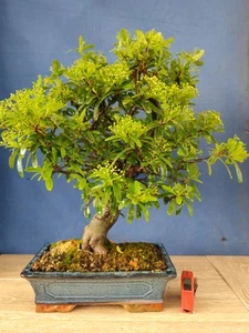 bonsai pyracantha h 56 cm visita il negozio - Foto 1 di 12