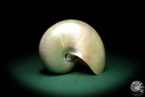Nautilus pompilius Indopazifik Perlboote rezent conch Kopffüßer Präparat Deko - Bild 1 von 8