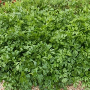 4000 Italian Giant Parsley Seeds, Heirloom, Flat-Leaf Parsley (4,000 Seeds) - Picture 1 of 2