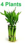 4 Live Lucky Bamboo Indoor 4" Feng Shui Bamboo Plant Free Shipping